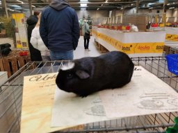 Lingener Kleintiertage November 2024